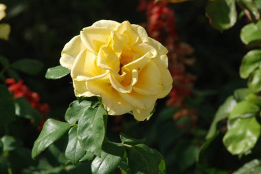  Sarı gül (Latin Rosa L.)  