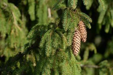  Dikenli, mavi veya Colorado ladin (Picea pungens Engelm.)