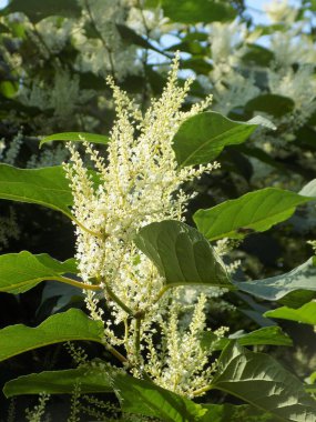 Uzak Doğu Japon karabuğday (Reynoutria japonica)