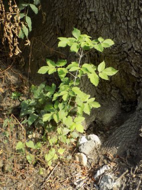 Şeker Akçaağaç (Acer sakarum Marsh.)