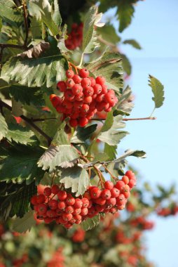  Castle Hill 'in genel manzarası   