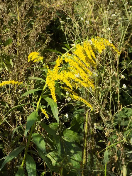 Golden Cowl Canadian (Latin Solidgo canadnsis), bloom, family astropeus, flowers, general view, genus goldenrod, green, leaves, or composite, taç yaprakları, plant, weed, wild, yellow