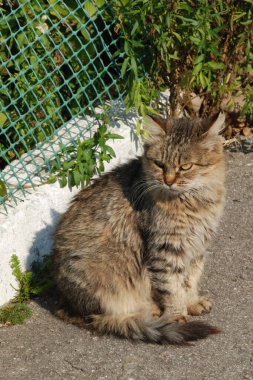 Kedi kedisi (Latince Felis Silvestris catus), kedigiller (Felis) familyasından bir kedi türü.)