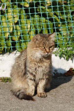 Kedi kedisi (Latince Felis Silvestris catus), kedigiller (Felis) familyasından bir kedi türü.)