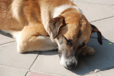 Köpek ya da evcil köpek (Canis lupus familiaris))