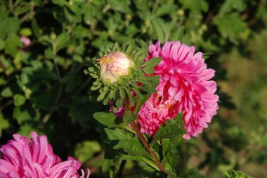 Aster, Aster familyasından bir bitki cinsidir (Asteraceae).).