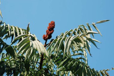 Sirke sumac, kısa saçlı sumak, kıllı sumak, sirke ağacı. Eski karışık sonbahar ormanı. Eski karışık sonbahar ormanı.