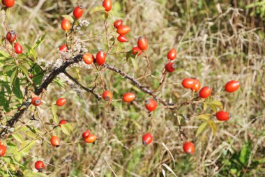 Olgun kalça dalları 