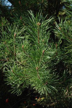 Pine (Pinus L.), çam ağacından bir kozalaklı ağaç cinsidir..