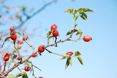 Olgun kalça dalları 
