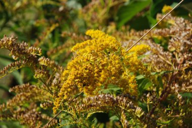 Golden Cowl Canadian (Latin Solidgo canadnsis), bloom, family astropeus, flowers, general view, genus goldenrod, green, leaves, or composite, taç yaprakları, plant, weed, wild, yellow