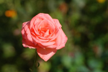  Kırmızı gül (Latin Rosa L.)