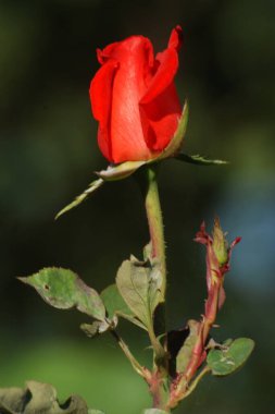  Kırmızı gül (Latin Rosa L.)