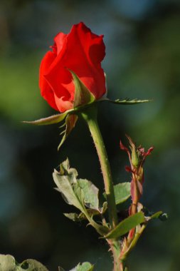  Kırmızı gül (Latin Rosa L.)