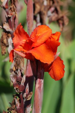 Canna, kana (Canna), Cannaceae familyasından tek bir bitki cinsidir.