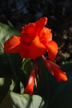 Canna, kana (Canna), Cannaceae familyasından tek bir bitki cinsidir.