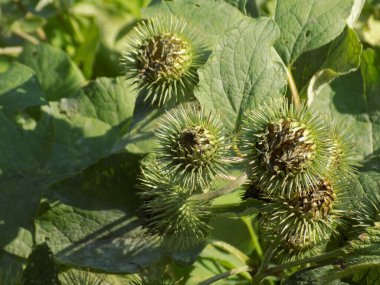 Burdock (