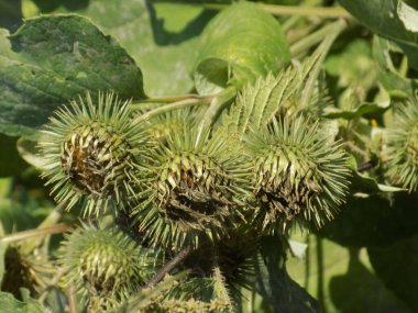 Burdock (