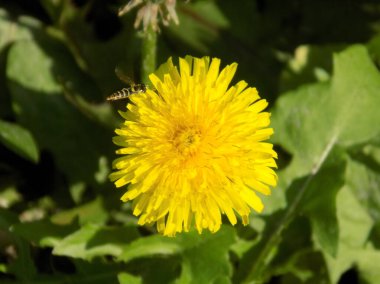 Karahindiba, karahindiba, Asteraceae ailesinin karahindiba familyasından uzun ömürlü bir bitkidir.