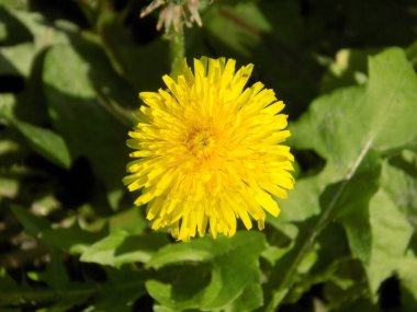 Karahindiba, karahindiba, Asteraceae ailesinin karahindiba familyasından uzun ömürlü bir bitkidir.