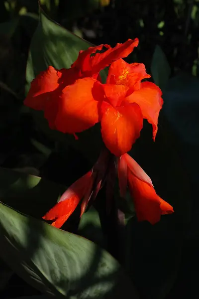 Stock image Canna, kana (Canna) is a single genus of plants of the monotypic Cannaceae family