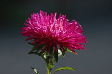 Aster, Aster familyasından bir bitki cinsidir (Asteraceae).).