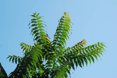 Sirke sumac, kısa saçlı sumak, kıllı sumak, sirke ağacı. Eski karışık sonbahar ormanı. Eski karışık sonbahar ormanı.