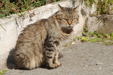 Kedi kedisi (Latince Felis Silvestris catus), kedigiller (Felis) familyasından bir kedi türü.)