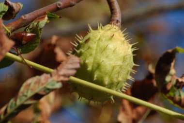 Chestnut (Castanea Tourn) is a genus of deciduous trees of the beech family.Chestnut blossoms clipart