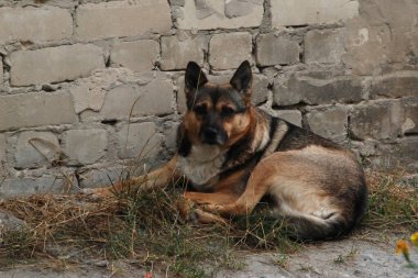 Köpek ya da evcil köpek (Canis lupus familiaris))