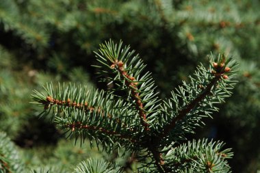 Dikenli, mavi veya Colorado ladin (Picea pungens Engelm.)