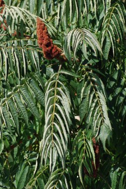 Sirke sumac, kısa saçlı sumak, kıllı sumak, sirke ağacı. Eski karışık sonbahar ormanı. Eski karışık sonbahar ormanı.