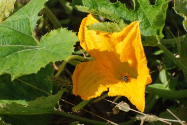 Yaygın bir balkabağı (lat. Cucurbita pepo, balkabağı familyasından bir bitki türü.)