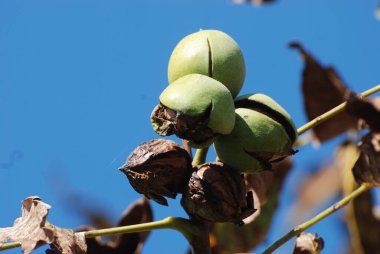 Ceviz, o da ceviz (Juglans regia L.) 