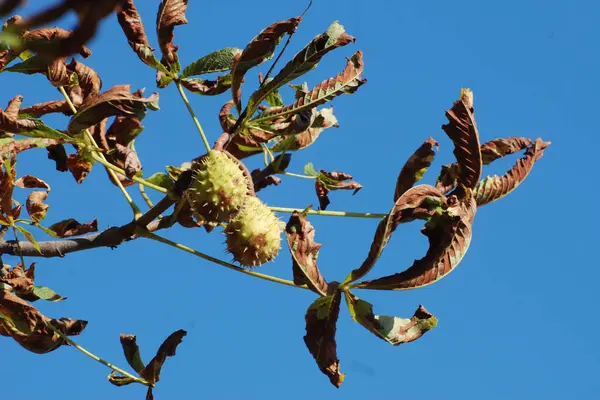 Chestnut (Castanea Tourn), kayın familyasından bir yaprak ağacı cinsidir.