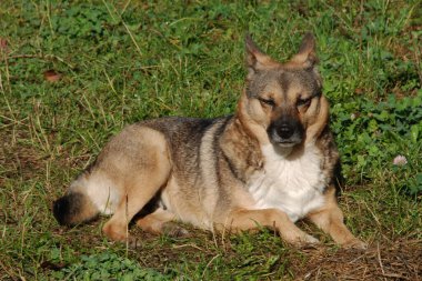 Köpek ya da evcil köpek (Canis lupus familiaris))