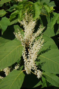 Uzak Doğu Japon karabuğday (Reynoutria japonica) 