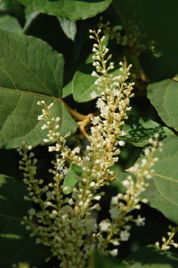 Uzak Doğu Japon karabuğday (Reynoutria japonica) 