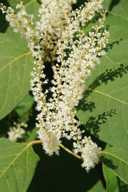 Uzak Doğu Japon karabuğday (Reynoutria japonica) 