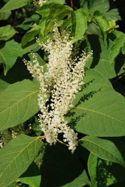 Uzak Doğu Japon karabuğday (Reynoutria japonica) 