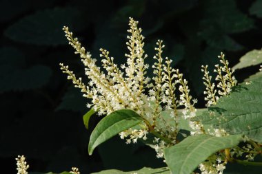 Uzak Doğu Japon karabuğday (Reynoutria japonica) 
