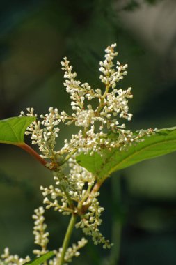 Uzak Doğu Japon karabuğday (Reynoutria japonica) 