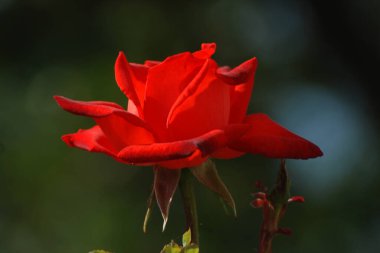 Kırmızı gül (Latin Rosa L.)