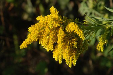 Golden Cowl Canadian (Latin Solidgo canadnsis), bloom, family astropeus, flowers, general view, genus goldenrod, green, leaves, or composite, taç yaprakları, plant, weed, wild, yellow