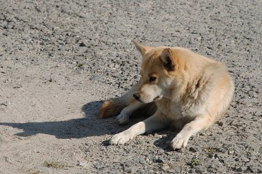 Köpek ya da evcil köpek (Canis lupus familiaris))