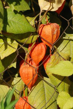 Physalis alkekengi (Physalis alkekengi) (Baboshtan, tarla kirazı, kapsül, sıradan mesane otu, pod, yosun, yumru, çekirdek, kiraz). 
