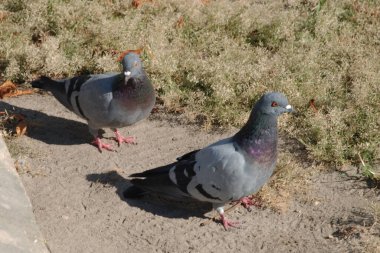 Güvercin (Columba) güvercin familyasından bir güvercin cinidir.)
