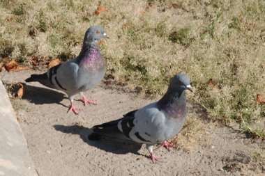 Güvercin (Columba) güvercin familyasından bir güvercin cinidir.)