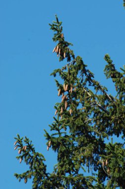 Dikenli, mavi veya Colorado ladin (Picea pungens Engelm.)