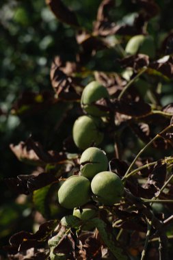 Ceviz, o da ceviz (Juglans regia L.) 